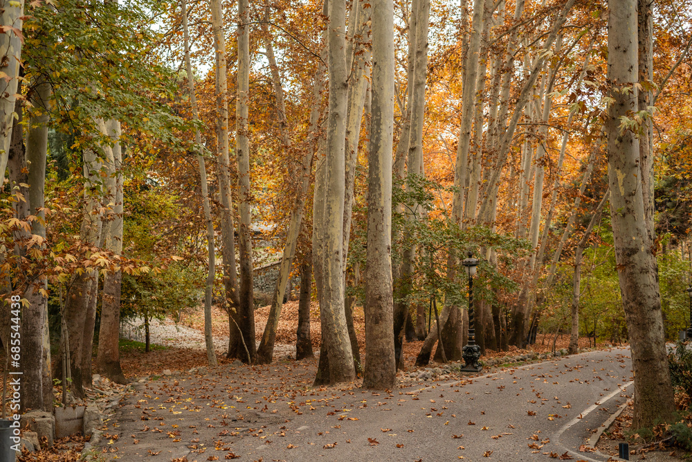 Obraz na płótnie A landscape photo of the park in autumn. w salonie