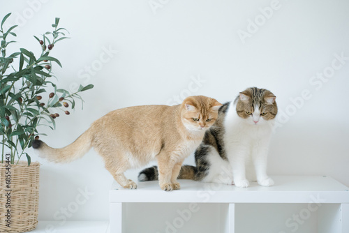 gold british cat kitten and brown tabby scottish cat playing and having fun in living room photo