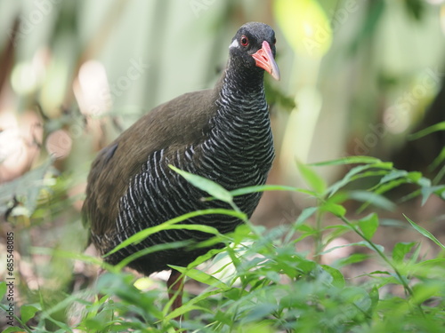 ヤンバルクイナと植物