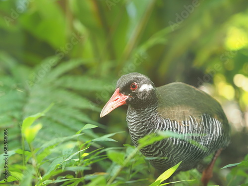 ヤンバルクイナと植物