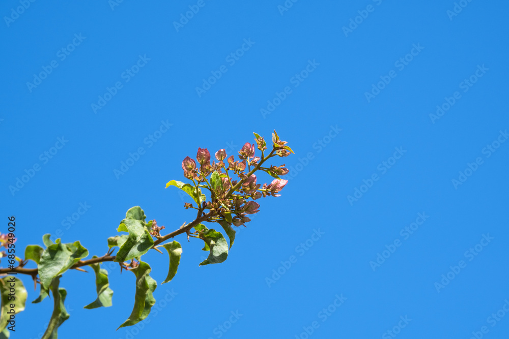 new bougainvillea flowers and leaf shoots. blue sky in the background. new bougainvillea flowers and leaf shoots. blue sky in the background.