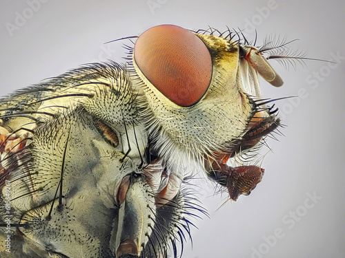An extreme close up of a fly head © Trung Nguyen