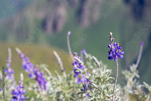 Lupinus mutabilis, a species of lupin grown in the Andes, mainly for its edible bean. Vernacular names include tarwi, chocho, altramuz, Andean lupin, South American lupin, Peruvian field lupin. photo