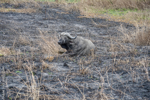 buffalo in the wild