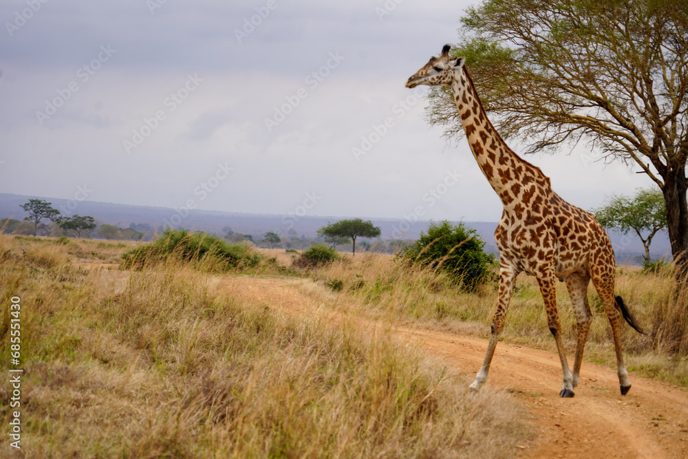 Obraz premium giraffe in the savannah