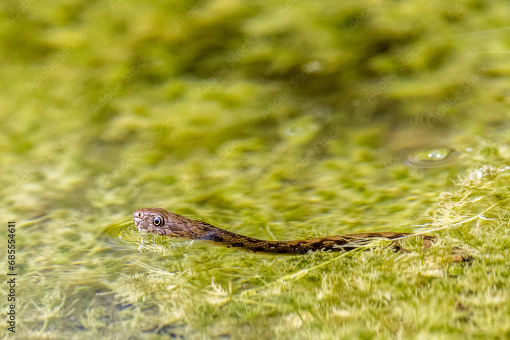 Viperine snake on the surface of a body of water Viperine snake on the surface of a body of water