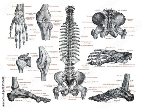 Human anatomy of the handd and feet and muscle. anatomy illustration of the human skeleton. vintage hand drawn human anatomy of the bones. human anatomy illustratlion.