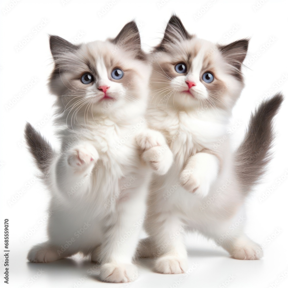 cute and adorable fluffy ragdoll kittens on white background generative ai