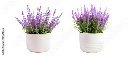 Lavender flowers in cream pot on white photo