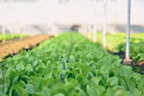 Rows of green cos lettuce with field irrigation sprinkler system water spring in organic farm