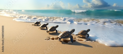 Turtles journey to the ocea...