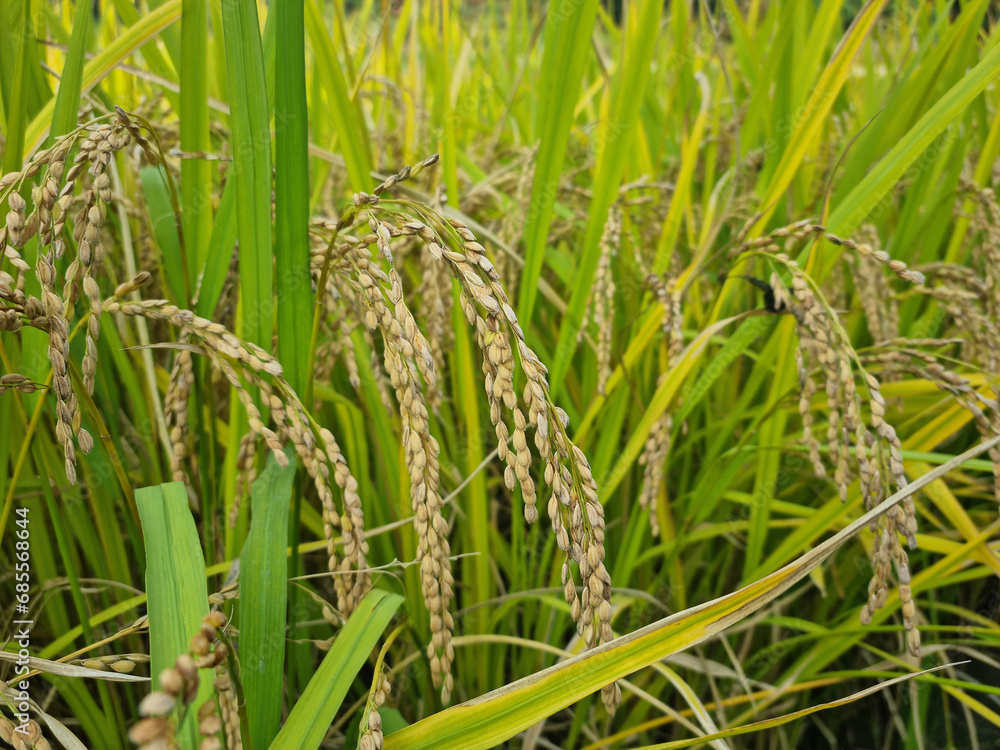 Close up to korea rice seeds in ear of paddy Close up to korea rice seeds in ear of paddy