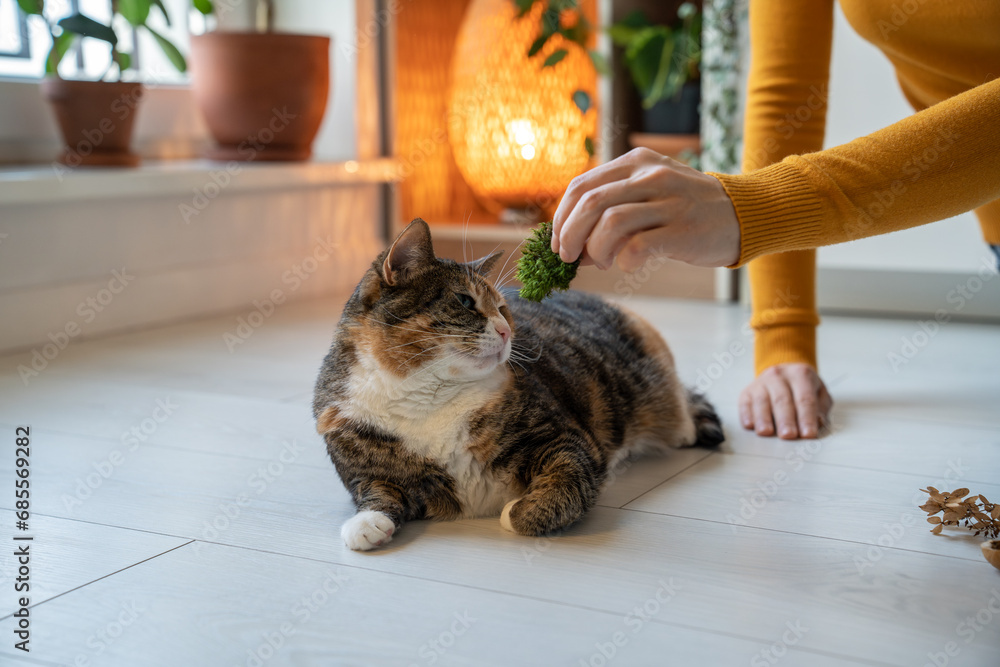 Naklejka premium Curious playful cat sniffing moss lying on floor at home. Caring pet owner domestic saving cat mental health giving to smell plants for prevention of feline dementia. Domestic animal studies nature.