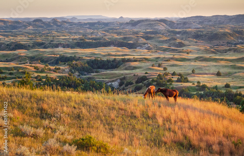 Wild horses that roam Theodore Roosevelt National Park in North Dakota