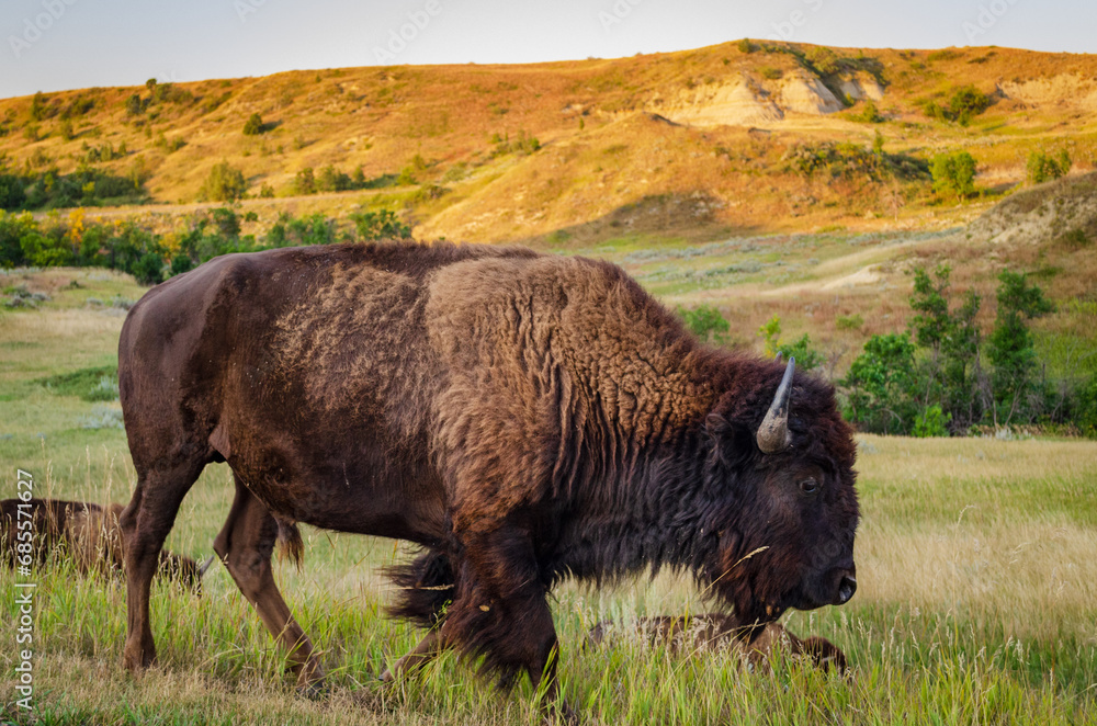 Bison / Buffalo at Theodore Roosevelt National Park in North Dakota
