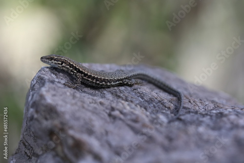 common wall lizard on a rock in the french alps