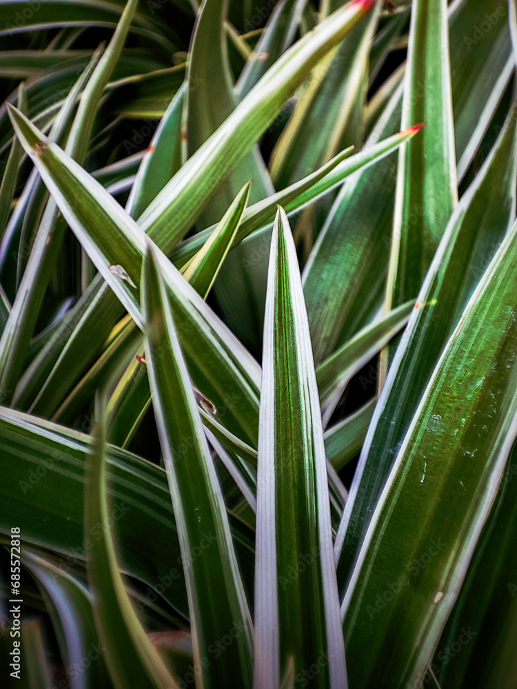 Fototapeta premium Chlorophytum comosum aka Spider plant close-up