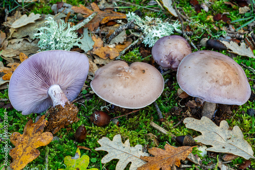 Tableau sur toile Lepista nuda. Blue foot mushrooms, on the oak forest floor.