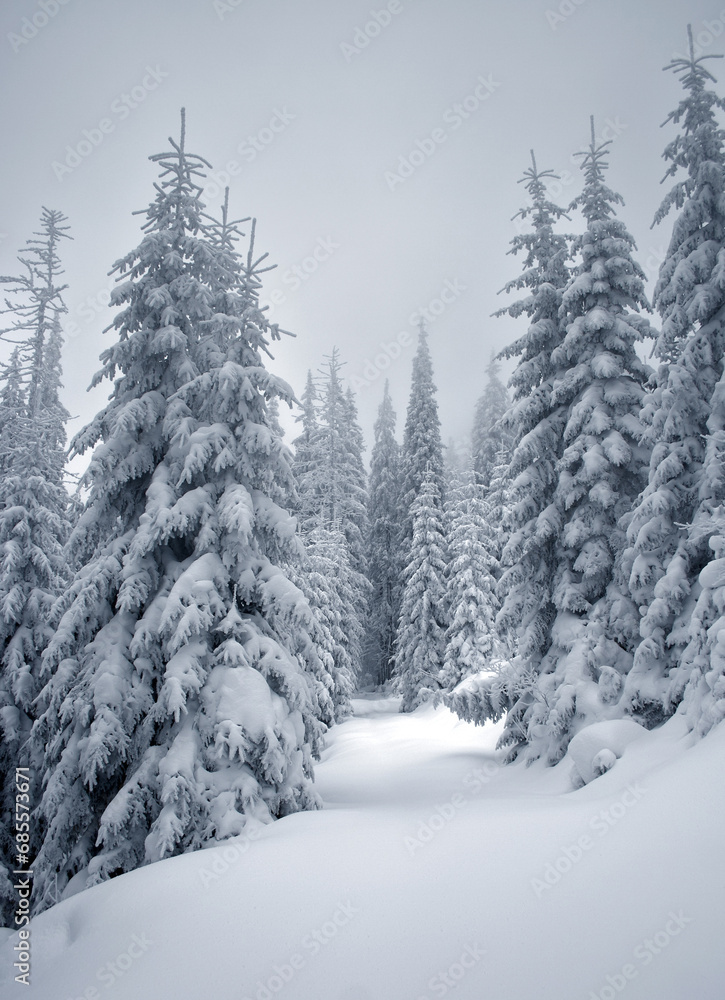 Fototapeta premium winter landscape
