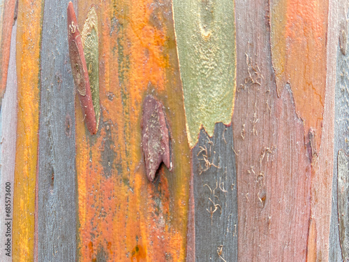 Bark of a Rainbow Eucalyptus (Eucalyptus deglupta) tree photo