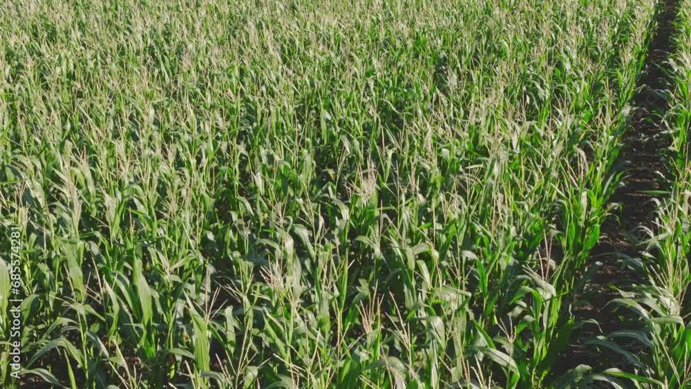 Aerial flight over harvest-ripe corn field Aerial flight over harvest-ripe corn field