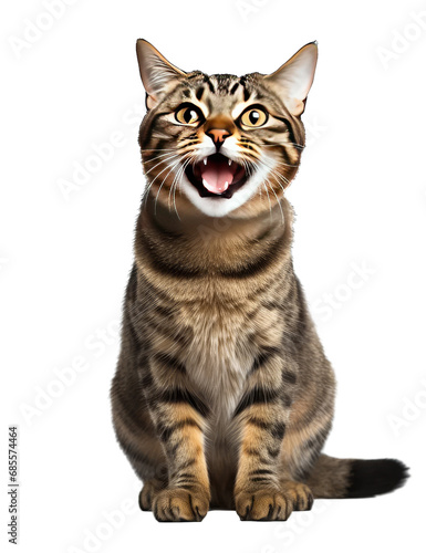 Happy smiling cat on png transparent background © XYNature