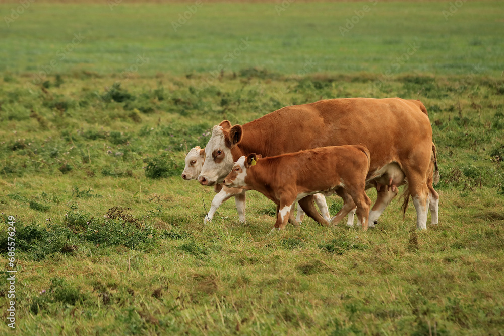 Rinder mit Kälbern auf der Weide