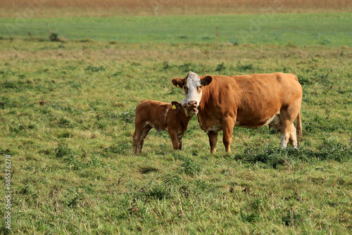 Kuh und Kalb stehen auf einer Weide