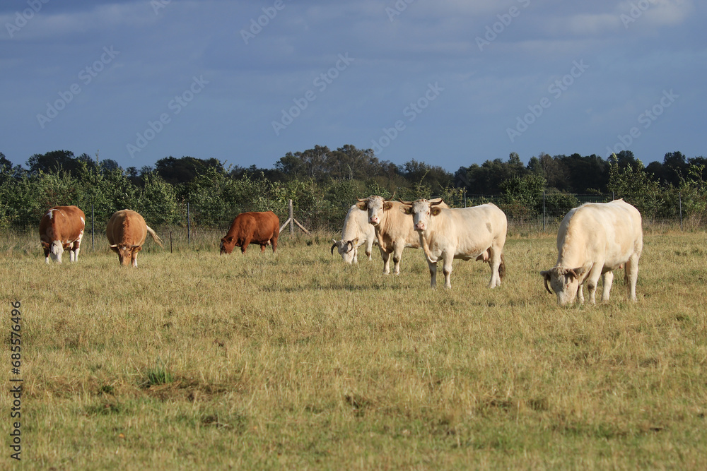 braune und weiße Rinder auf einer Weide