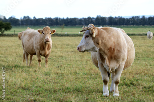 trächtige Kuh auf der Weide