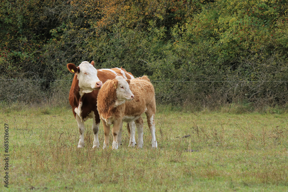 Kuh und Jungbulle stehen nebeneinander auf der Weide Kuh und Jungbulle stehen nebeneinander auf der Weide