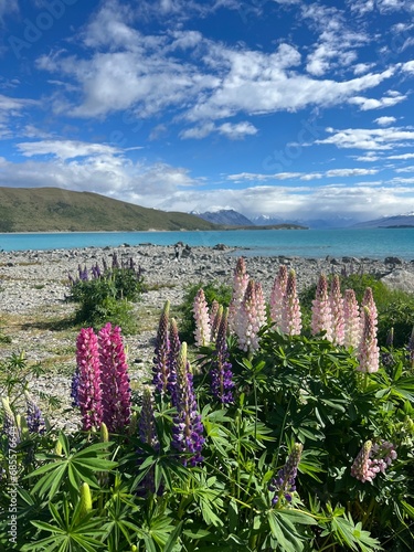 beautiful lupines in Lake Tekapo  New Zealand