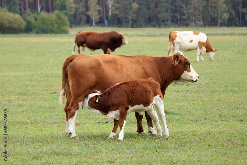 braun weiße Mutterkuh mit Kalb