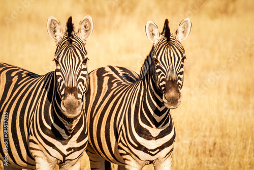 Couple of plain zebras  Equus quagga  looking at camera  Etosha National Park  Namibia