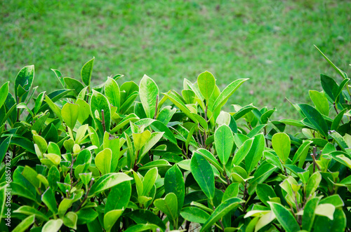 Green Leaf texture for Background. green hedge in yard. Landscape design