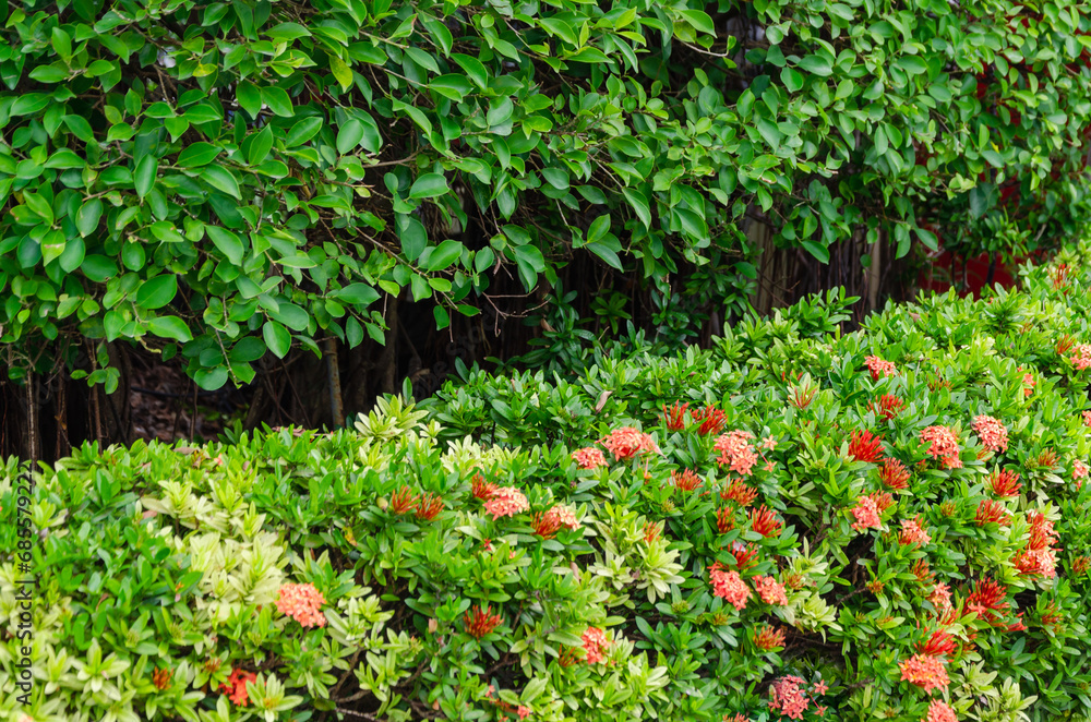 Green hedge in the yard, bushes with flowers. Landscape design