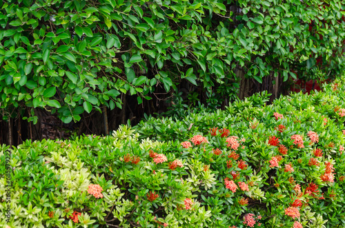 Fototapeta Naklejka Na Ścianę i Meble -  Green hedge in the yard, bushes with flowers. Landscape design