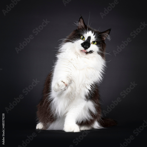 Majestic black and white Norwegian Forestcat with funny smirk face markings, sitting up facing front. Paw up pointing and sticking out tongue. Naughty vibe. Looking at camera. Isolated on a black back