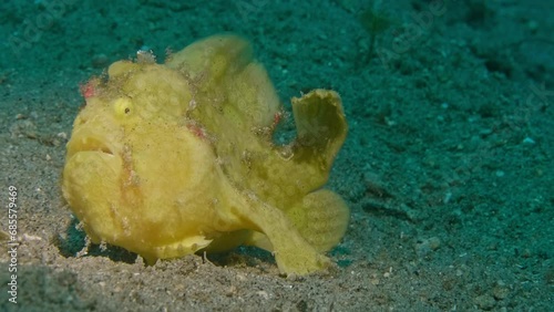 Painted frogfish walking on sand and hunting shrimp  photo