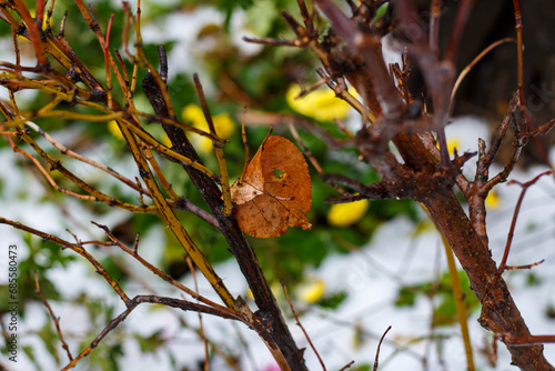 Dried leaf on a branch at the beginning of winter