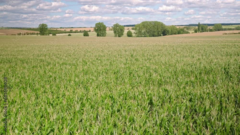 Aerial flight over harvest-ripe corn field Aerial flight over harvest-ripe corn field