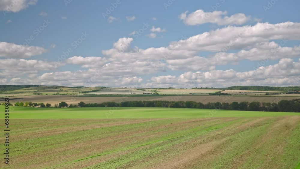 Birds of prey circle over a field. Birds of prey circle over a field.
