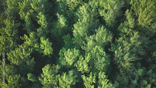 Top down shot of the crowns of trees above a German forest. photo