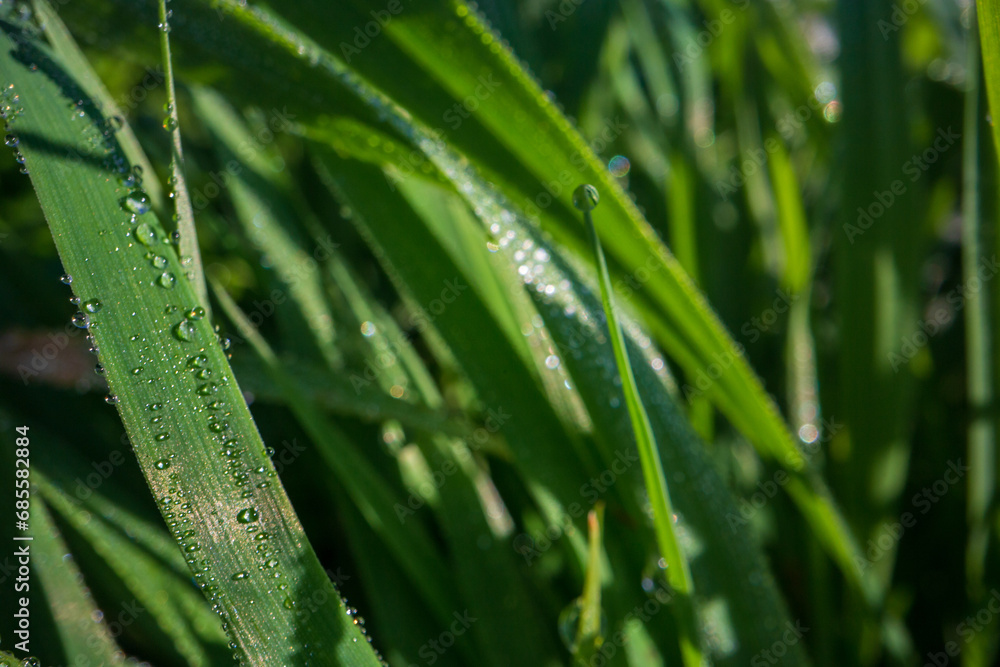 Closeup of lush uncut green grass with drops of dew in soft morning light. Beautiful natural rural landscape for nature-themed design and projects Closeup of lush uncut green grass with drops of dew in soft morning light. Beautiful natural rural landscape for nature-themed design and projects