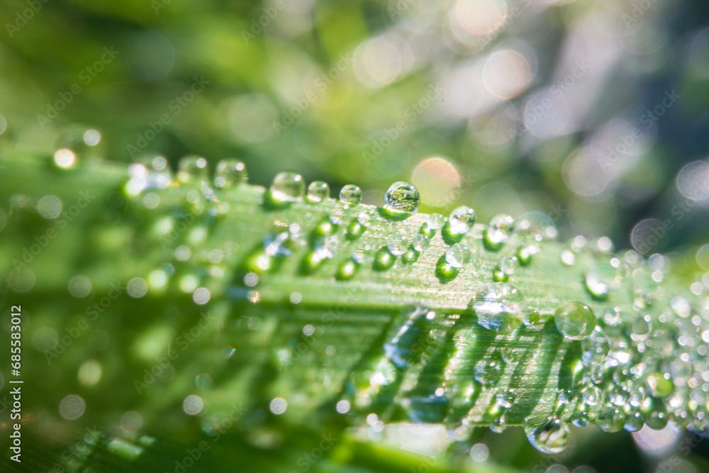 Fototapeta premium Closeup of lush uncut green grass with drops of dew in soft morning light. Beautiful natural rural landscape for nature-themed design and projects