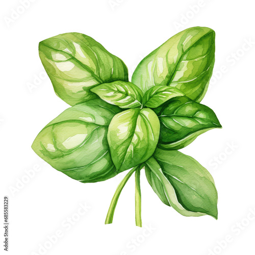 Culinary Herb Basil Watercolor Illustration on White Background