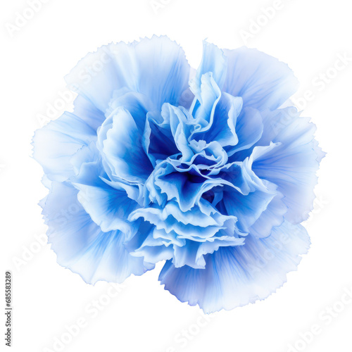sky blue carnation blossom flower isolated on transparent background,transparency 