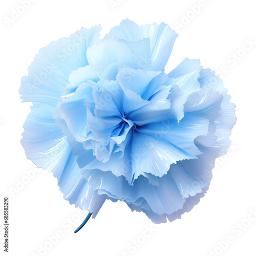 sky blue carnation blossom flower isolated on transparent background,transparency  © SaraY Studio 