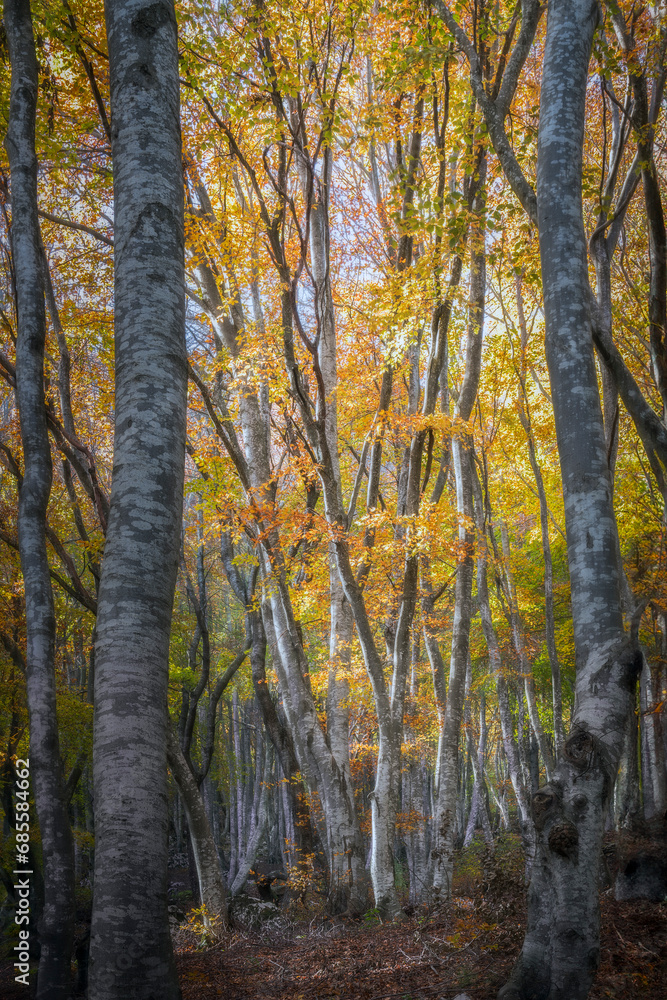 Foliage autunnale in ambiente naturale
