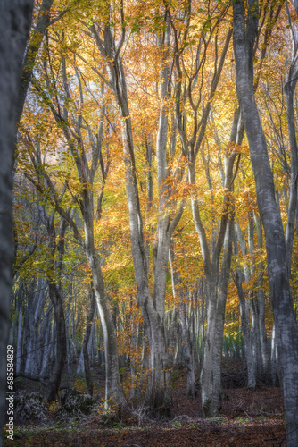 Foliage autunnale in ambiente naturale 